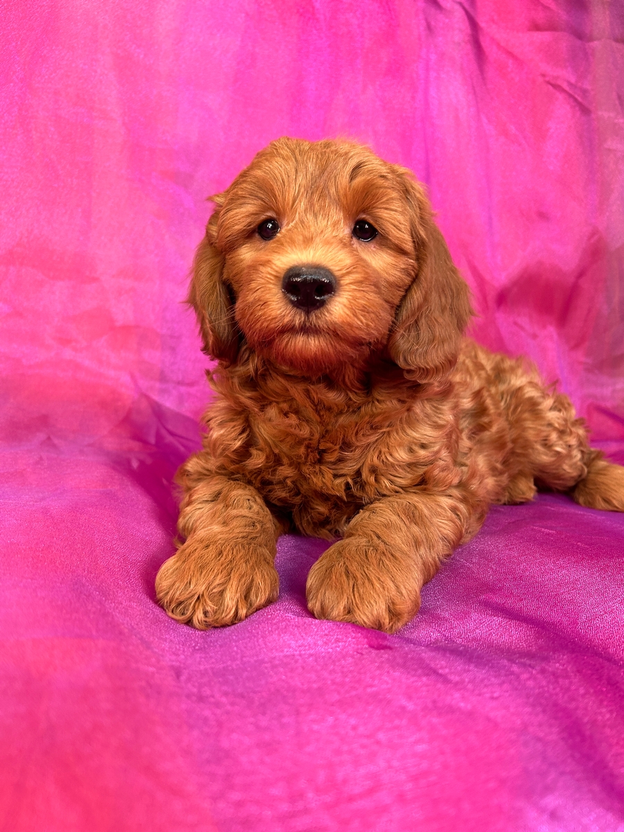 Miniature Goldendoodle Puppy for Sale in Iowa $1200 